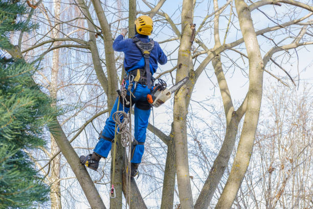 Best Storm Damage Tree Cleanup  in Baldwyn, MS